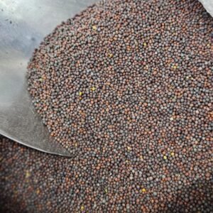 Mustard Seeds