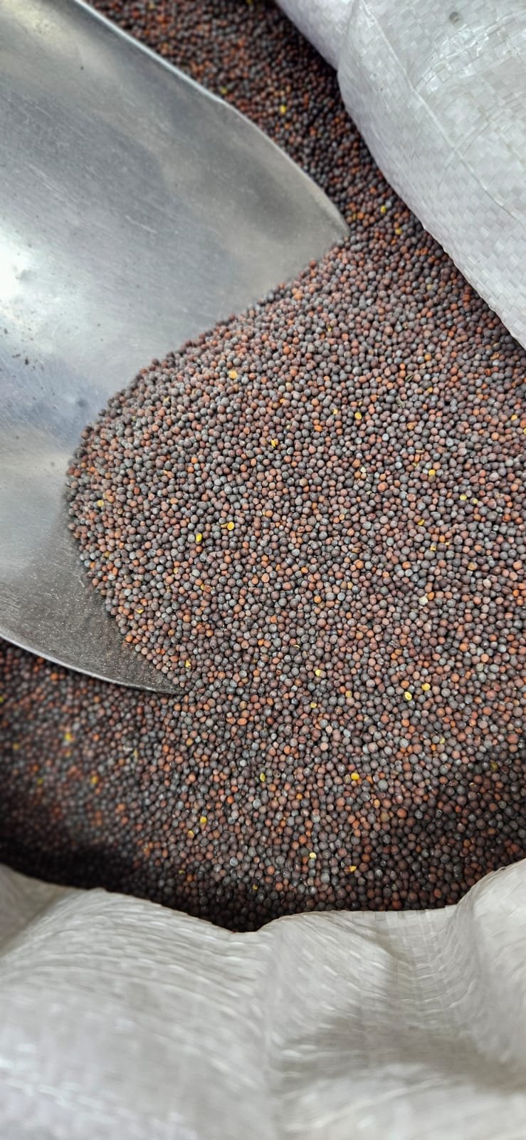 WhatsApp Image 2025-12-25 at 5.46.01 PM (1) Mustard Seeds - Image 1